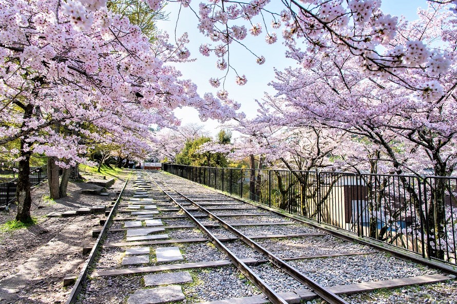 Ngắm hoa anh đào Dốc Keage (Keage Incline)